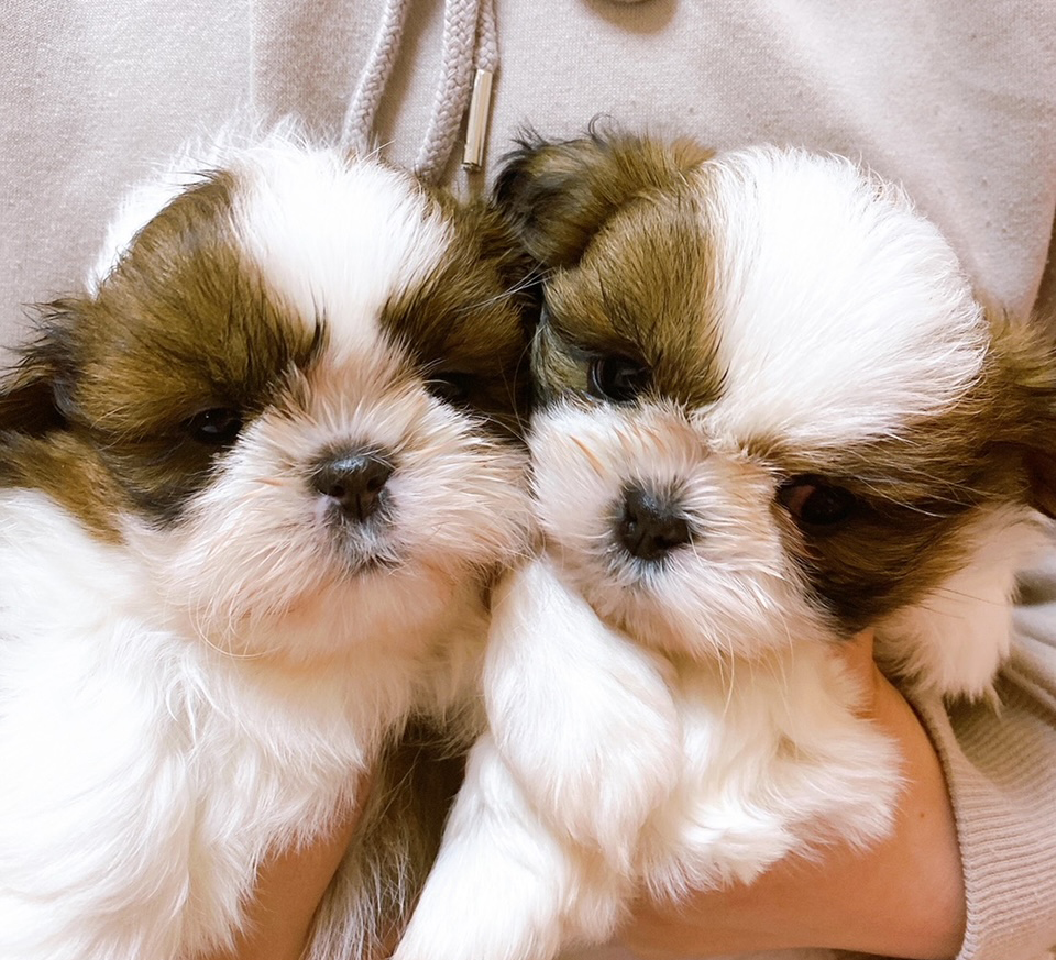 ペットサロンぴあす