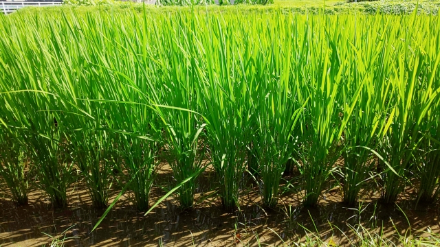 田舎暮らし