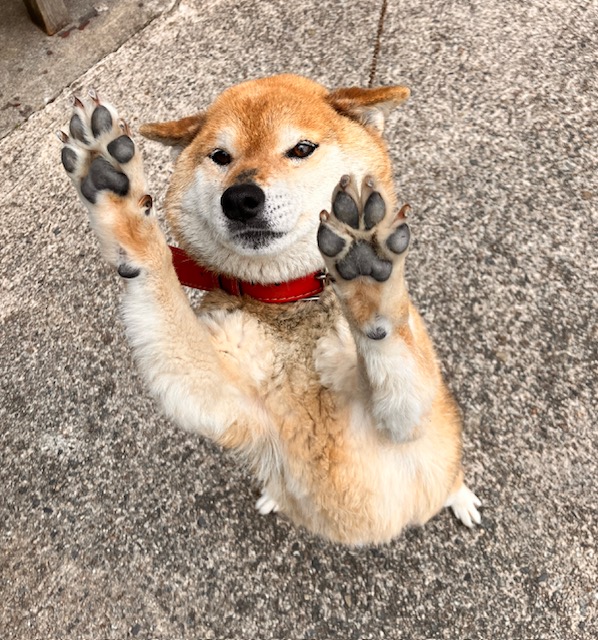 趣味
