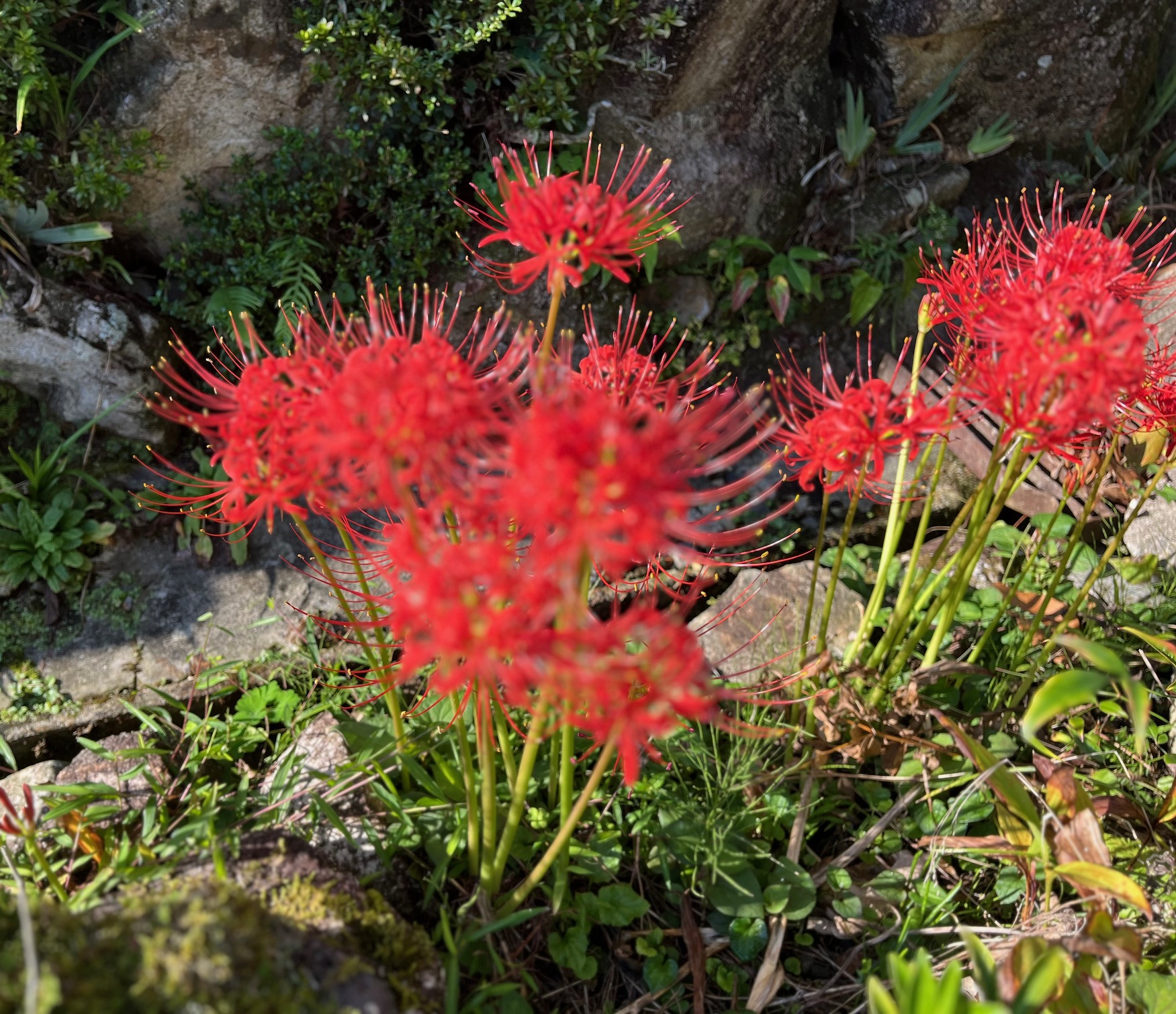 お彼岸と彼岸花。赤と白が咲いた日