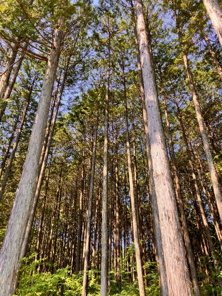 森林環境税及び森林環境譲与税とは
