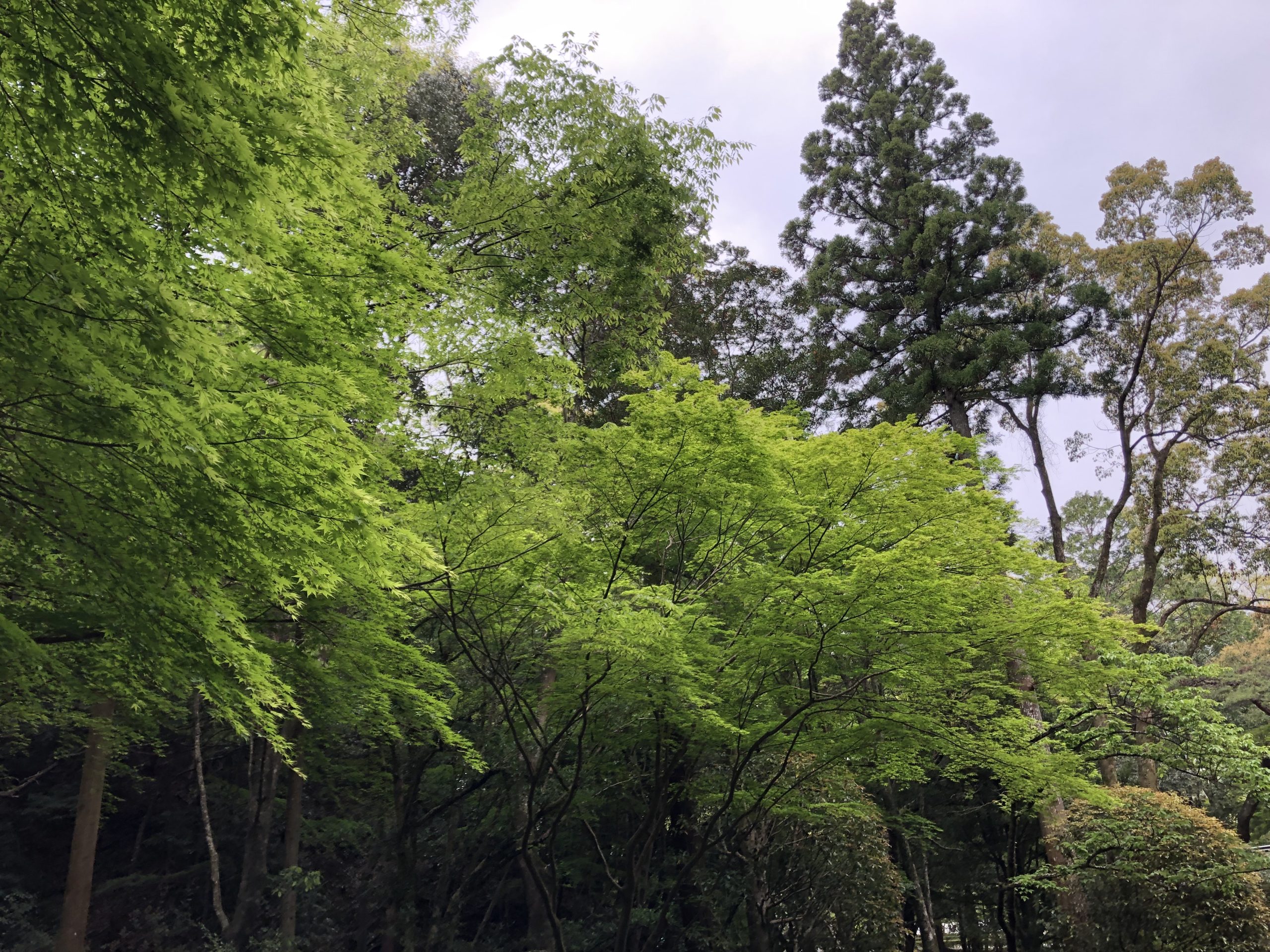 新緑の中での見学会